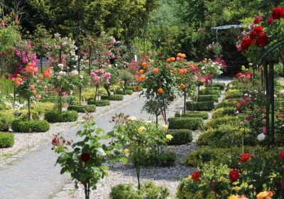 Ein diagonal durchs Bild verlaufender Schotterweg ist beidseitig umgeben von geometrisch angeordneten, sehr gepflegten Beeten. Das gesamte Bild ist geprägt durch zahlreiche verschiedenfarbige Rosen.