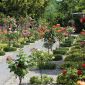 Rosarium Wilhelmshaven Rosarium Wilhelmshaven