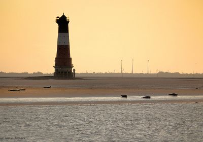 In gelblicher Abendstimmung ist im Hintergrund der Leuchtturm Arngast zu sehen. Davor auf einer Sandbank liegen mehrere Seehunde. Zwischen den Seehunden und dem Fotografen liegt im unteren Bilddrittel das Meer.