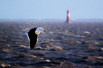 Eine Mantelmöwe fliegt über das vom Sturm aufgewühlte Meer. Im Hintergrund ist der Leuchtturm Arngast zu erkennen.