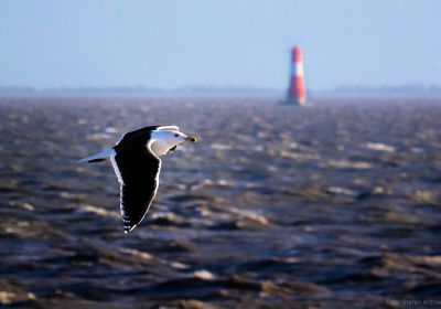 Eine Mantelmöwe fliegt über das vom Sturm aufgewühlte Meer. Im Hintergrund ist der Leuchtturm Arngast zu erkennen.