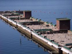 Eine Reihe mit Kies bedeckter Schwimmpontons auf dem Banter See. Zwischen den Steinen sind zahlreiche Flussseeschwalben zu erkennen.