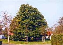 Baum in der Gottorpstraße, der als Naturdenkmal eingestuft ist.